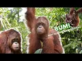 BUMI : NEXT GENERATION ORANGUTAN