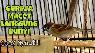 pancingan burung gereja tarung memanggil teman agar ikut bunyi gacor kicau tembak