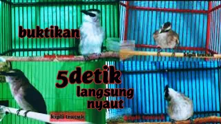 trucukan gacor ropel saut sautan dengan trucukan jantan mengamuk