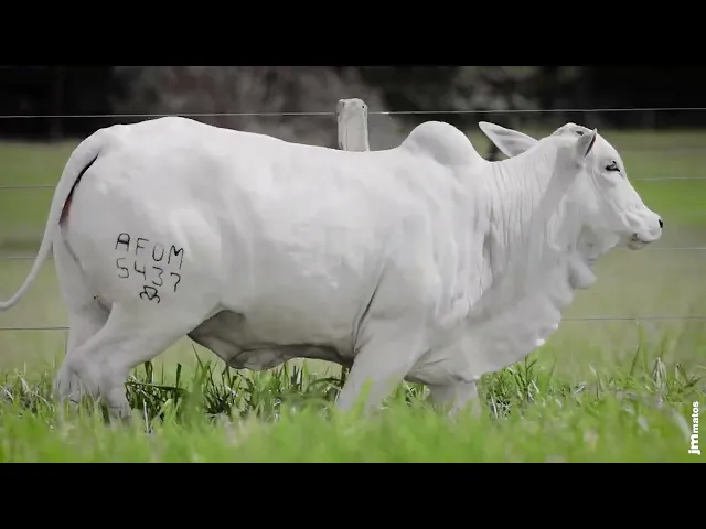 Novilha Nelore AFOM - 5437