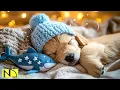 24 Hours of Dog Sleep Music | Anxiety & Stress Relief 🐶🎵