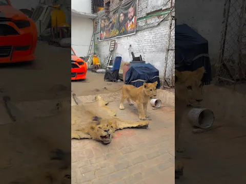 Scar want to hug his dady simba😭💔but he’s died😭💔#unfrezzmyaccount #pets #foryou #wildlife #lion