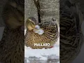 Download Lagu Mallard with a frozen bill! 😱🦆  -  🎥 Viralhog