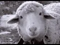 sheep gif