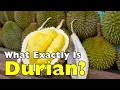 What Exactly Is Durian The King of Fruits Explained