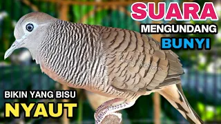 perkutut lokal gacor suara besar pancingan burung perkutut agar cepat bunyi 