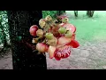Shorea Robusta