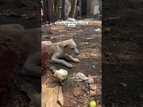 Rescue mission: 21+ puppies saved & returned to the home🥺