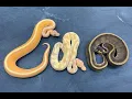 Making Genetic Stripe Ball Pythons cool again