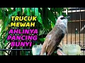 Download Lagu masteran suara trucuk gacor suara full isian cocok untuk PANCINGAN trucuk AGAR ROPEL PANJANG MEWAH