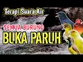 Lagu PALING AMPUH‼️ Terapi Suara Air Bikin Semua Burung Buka Paruh