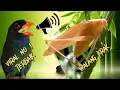 Download Lagu masteran walang kecek rasa tengkek buto😱masteran kekinian