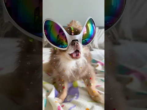 Bedazzling my Chihuahua 🤭💎