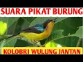 Download Lagu Suara pikat burung Kolibri wulung