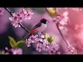 Download Lagu Piano Music with Birds Chirping | Serene Nature Sounds for Inner Peace No Ads