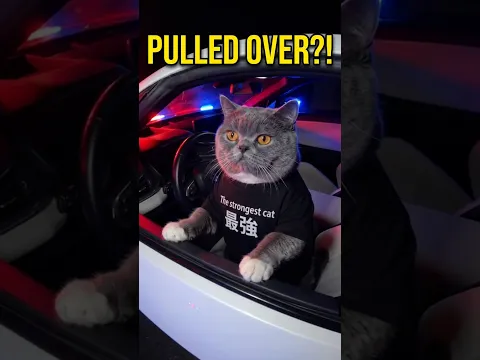 The strongest cat got pulled over... wait for it π±π¨#funnycats #shorts