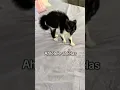 Lagu ahlelele ahlelas #memes #fyp #viralvideo #cat #kitten #crazy #cute #vines #blowup #omg #funny