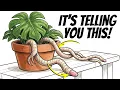 If Your Monstera Has Aerial Roots It s Trying To Tell You This
