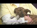 SPCA of East Texas Meet Charlcie