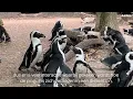 Download Lagu Alex (ARTIS) en Katta (SANCCOB) vertellen hoe jij de bedreigde Afrikaanse pinguïn kan helpen