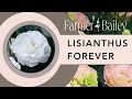 Learn to Grow Lisianthus with Farmer Bailey