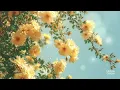 ☀️ Yellow Roses in Faded Memories | Nostalgic Piano & Flute Waltz