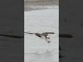 Download Lagu Osprey dives \u0026 catches a fish🐟in shallow water !! Copyrighted Canon R1 + RF100-500 #wildlife