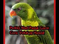 Download Lagu Perkici Gacor Pas buat masteran