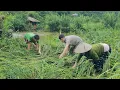 Download Lagu The flood rose and swept away: Destroying KONG \u0026 NHAT's rice fields and crops