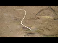 Download Lagu Nematomorpha, Gordiacea, horsehair worms, Gordian worms are a phylum of parasitoid animals