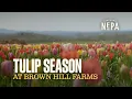Tulip Season at Brown Hill Farms Tunkhannock PA