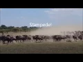 Download Lagu Stampede! Wildebeest run from lions in the Maasai Mara