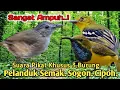 Download Lagu PALING AMPUH.‼️ SUARA PIKAT BURUNG PELANDUK SEMAK. SOGON. CIPOH..