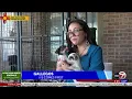 ABC-7 at 5 I m Almost Home Animal Rescue plans to shut its doors