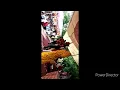 Peeli Lugdi l Independence day Celebration l Rajasthani songs l Hit songs