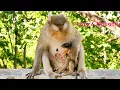 Download Lagu Don't Be Very Stubborn...Lazy \u0026 Naughty Baby Jonas Monkey Become Super Spoiled Girl Under Mom's Care