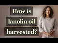 How is lanolin oil harvested