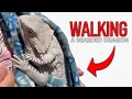 Walking a bearded dragon in a sling Pearl our hypo zero bearded dragon is out enjoying sunlight