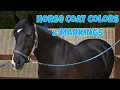How to discern Horse Coat Colors Markings