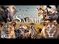 Download Lagu African Safari 4K - Amazing Wildlife of African Savanna | Scenic Relaxation Film