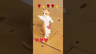 الحلوه أيه دندنها