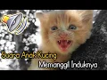 Download Lagu Suara anak kucing memanggil induknya