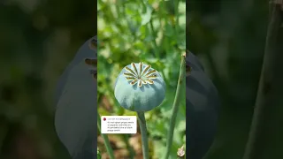 How About These Ones Plantsngardens Opiumpoppies Opiumpoppyseeds Poppy Papaversomniferum  How About These Ones Plantsngardens Opiumpoppies Opiumpoppyseeds Poppy Papaversomniferum
