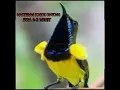Download Lagu 🔴Masteran sogok ontong full tembak jeda 2 menit