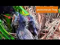 Download Lagu KATAK BERACUN😱 !! INDUK BURUNG INI TIDAK TAU KALAU ITU KATAK BERACUN