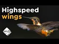 Download Lagu Kolibries in slowmotion | Snelle vleugels | Leuk om te weten