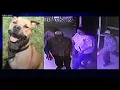 Stark County Humane Society searches for stolen dog alleged suspects