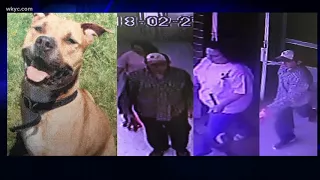 Stark County Humane Society searches for stolen dog alleged suspects