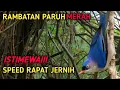 Download Lagu MASTERAN HANDAL!!! | RAMBATAN PARUH MERAH GACOR SPEED RAPAT DAN JERNIH