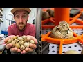 Will This CHEAP Incubator Hatch These TINY Eggs